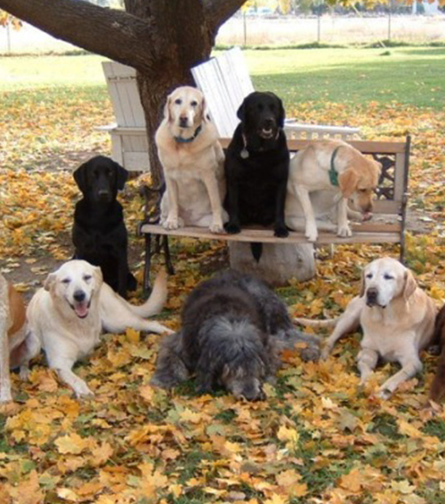 6 dogs sitting on the bench under a tree