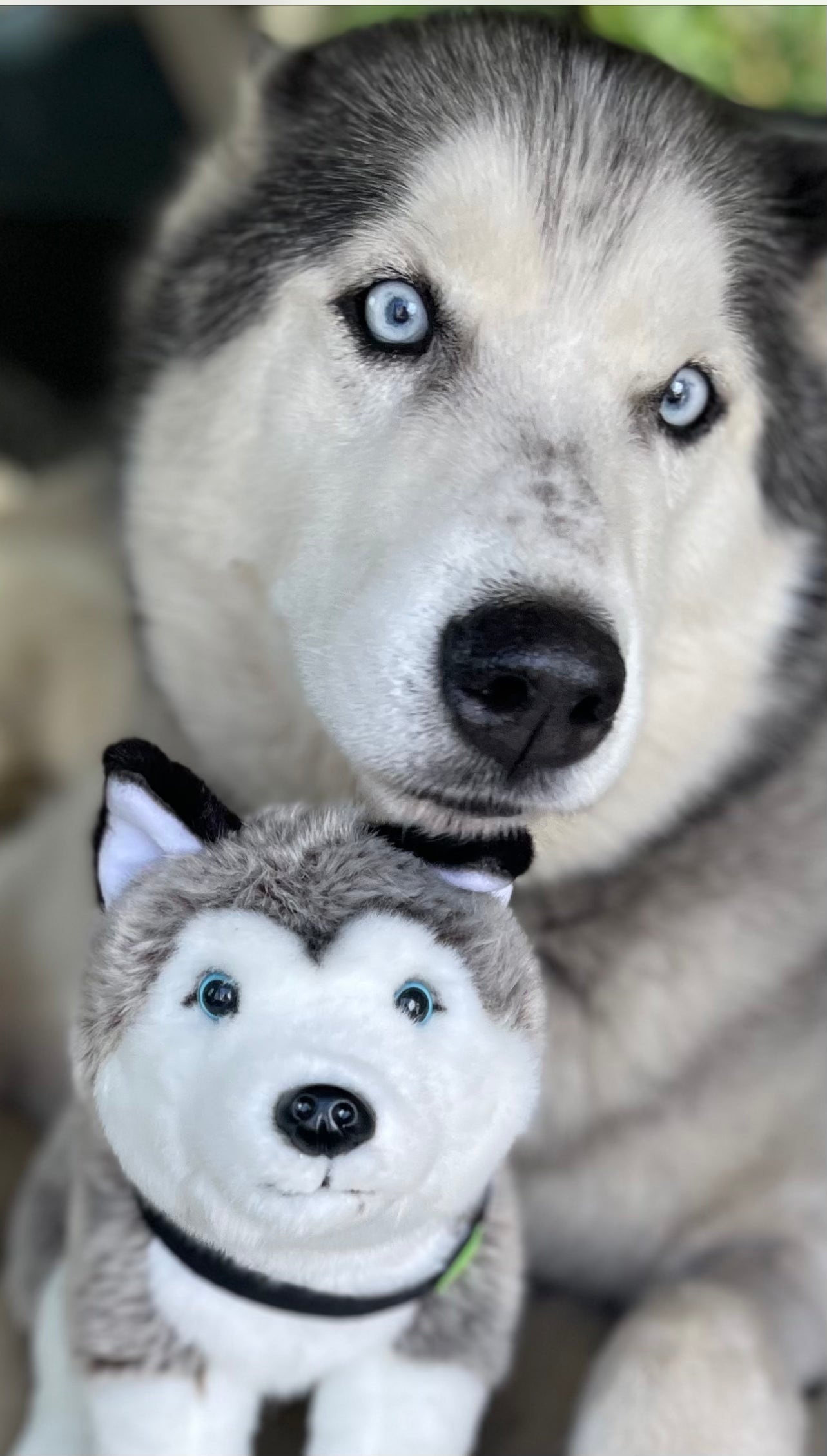 Antoine's Tale Plush Animal Toy + Book