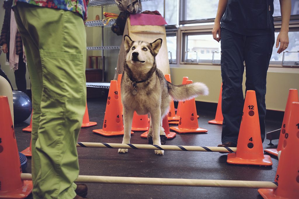 Antoine the grey husky doing physical therapy 