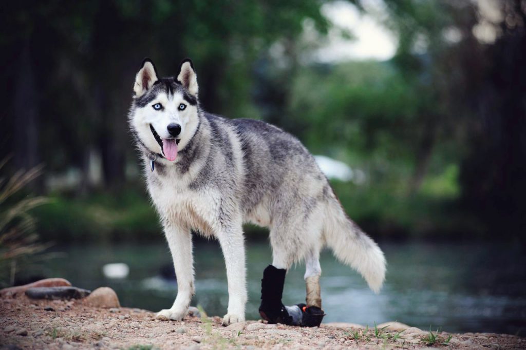 Antoine the grey husky in front of a river surrounded by trees