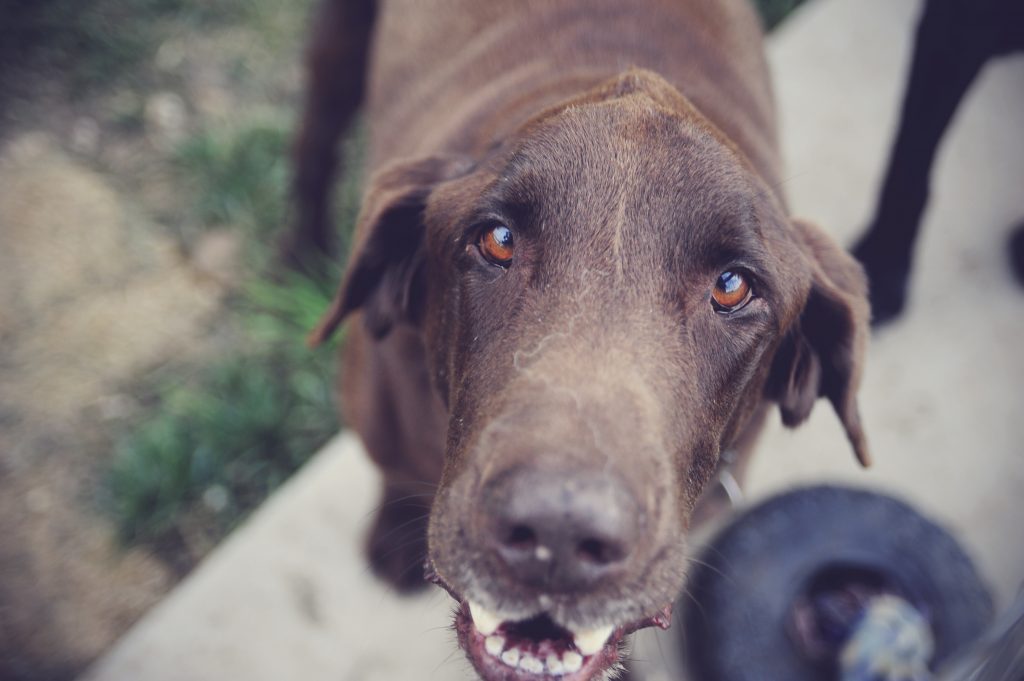 brown dog looking at the camera