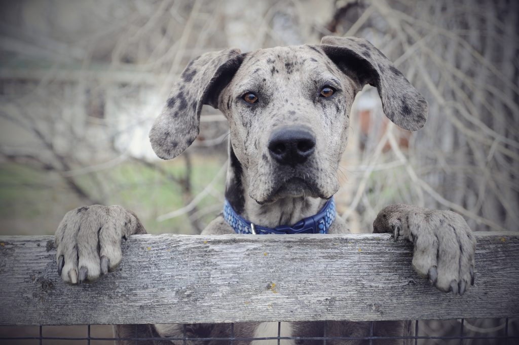 Grey dog with blue collar looking over a fence