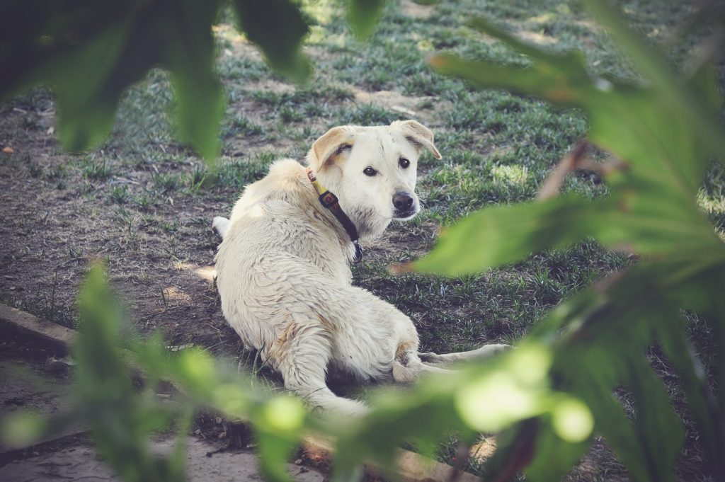 white dog sitting the in the grass